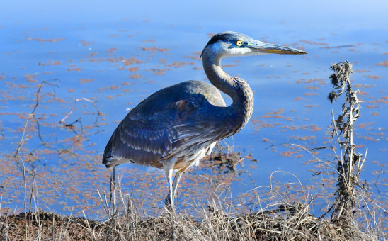 Heron At Waters Edge