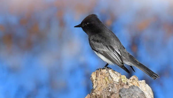 Black Phoebe At Ankeny