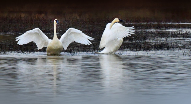 Trumpeter Swans