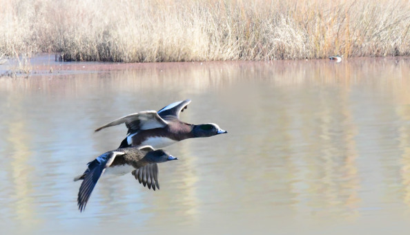 Wigeons in Flight