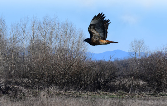Hawk At Eagle's Marsh