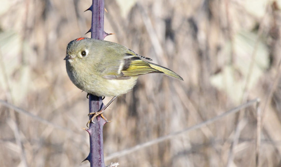 Ruby Crowned Kinglet At Ankeny