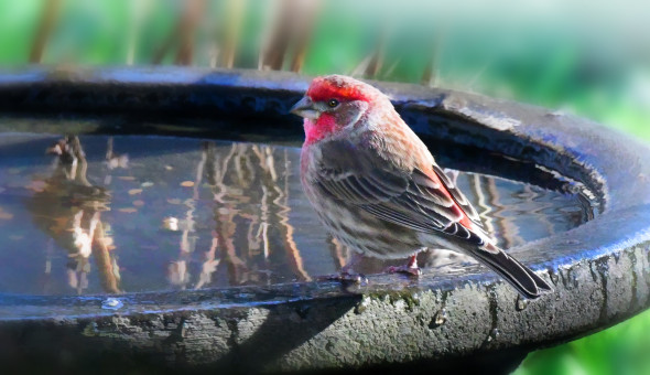At The Birdbath