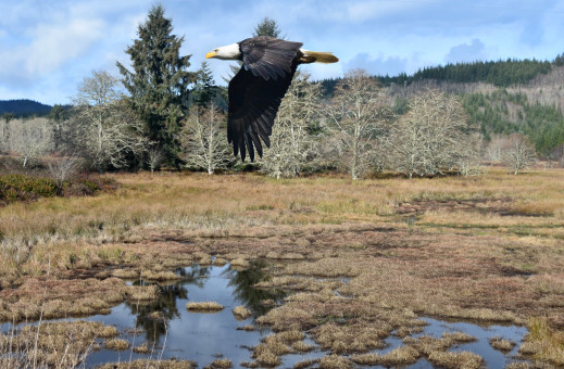 Soaring Over The Marsh