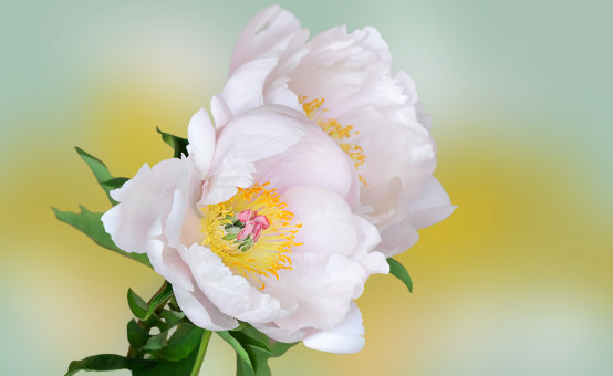 Extraordinary Elegance