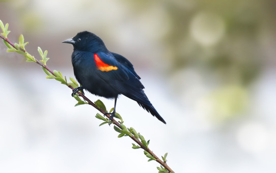A Red-winged Blackbird