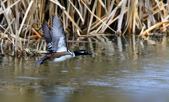 Hooded Merganser Departure