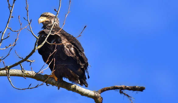 Watching And Waiting