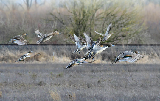 Pintails On The Go