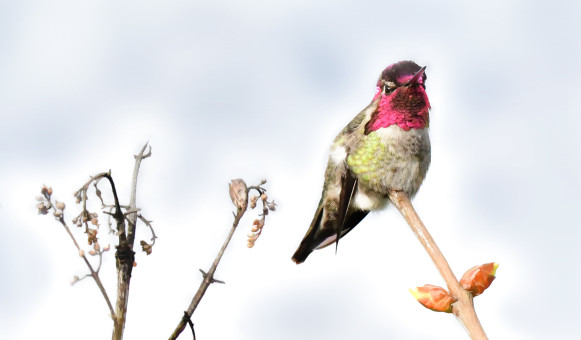 Winter Sunny Afternoon