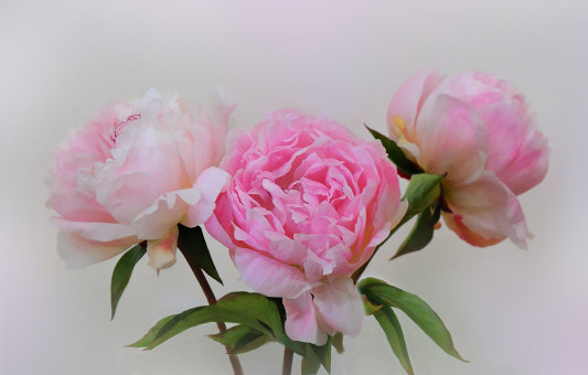Peonies Are So Elegant