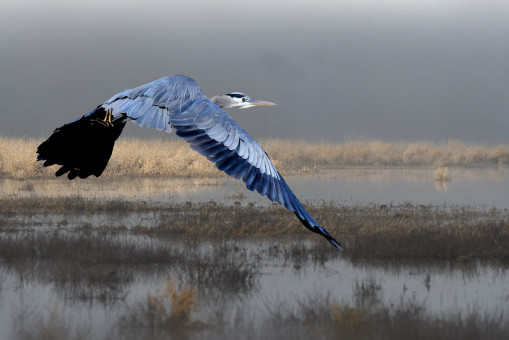 Heron Over Marsh