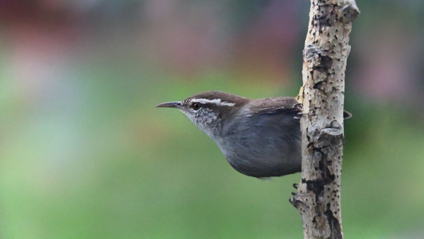 Bewick's Wren Perched