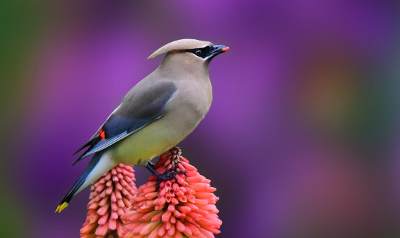 Hungry Cedar Waxwing
