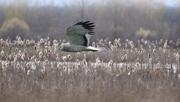 Winter Is Almost Over