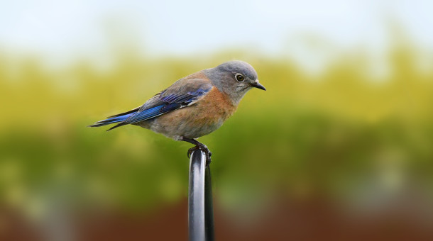 Lovely Western Bluebird