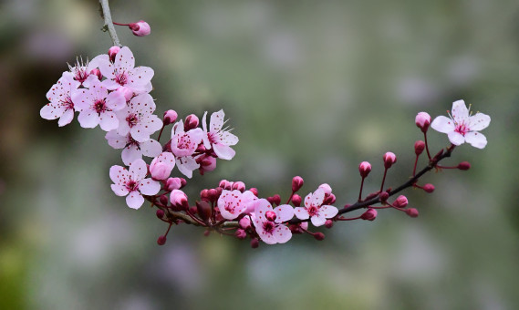 End Of Winter Blooms