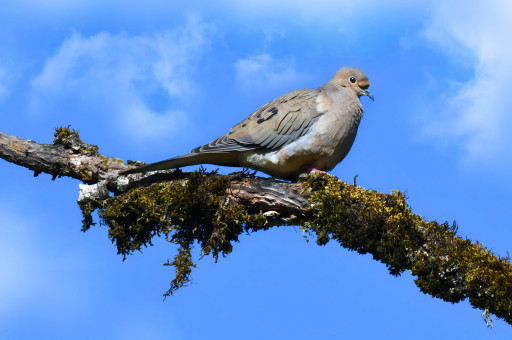 Atop The Mossy Branch