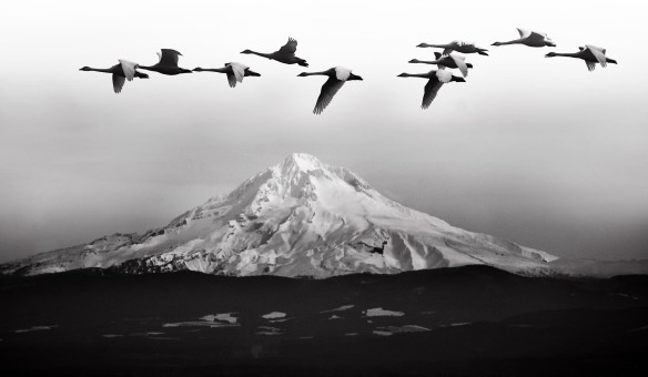 Swans By Mount Hood