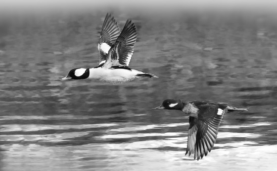 Bufflehead Pair In Flight