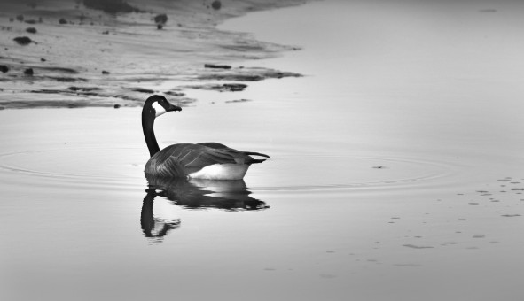 Reflection At The Marsh