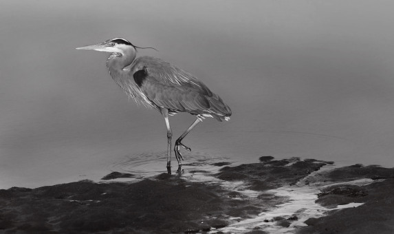 Heron At The Estuary