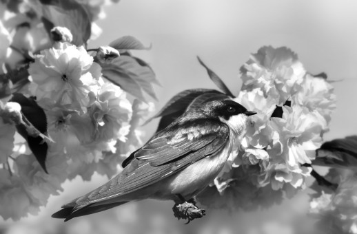 Spring Swallow