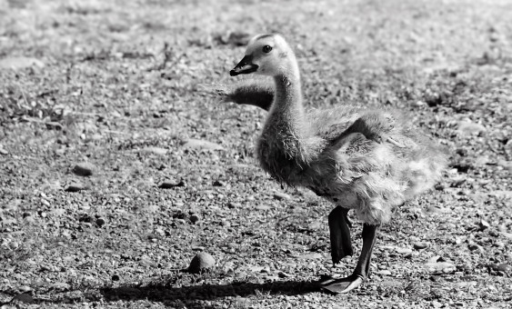The Little Ballerina