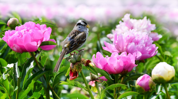 Singing In The Garden