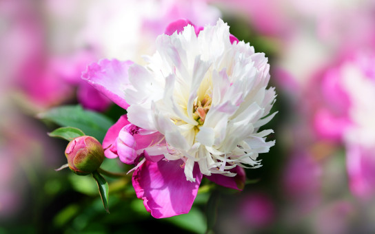 Lovely Peony