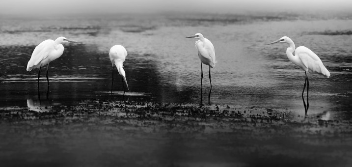 Egrets At The Estuary