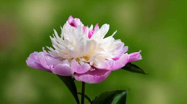 Delicate And Beautiful