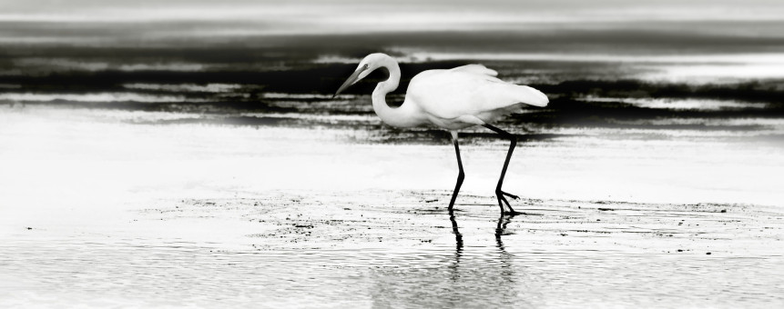 Yaquina Bay Estuary Egret