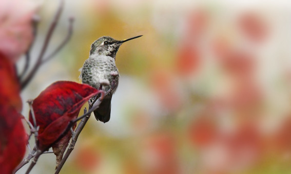 Autumn Hummingbird
