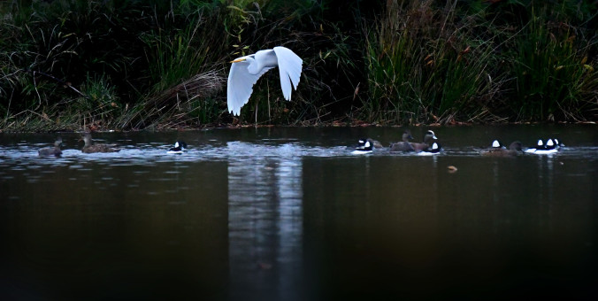 Egret Flight