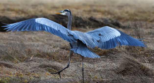 Prancing Blue Heron