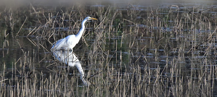 Egret By The Reeds