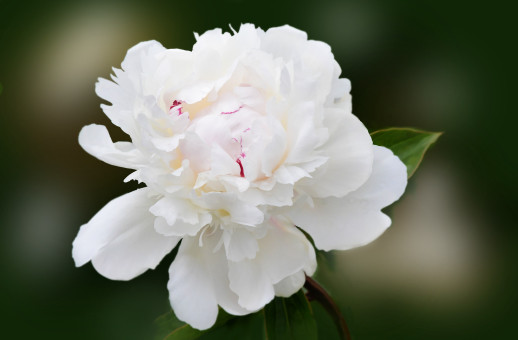 Luscious Peony
