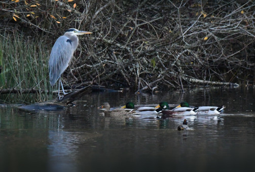 Afternoon By The Lake