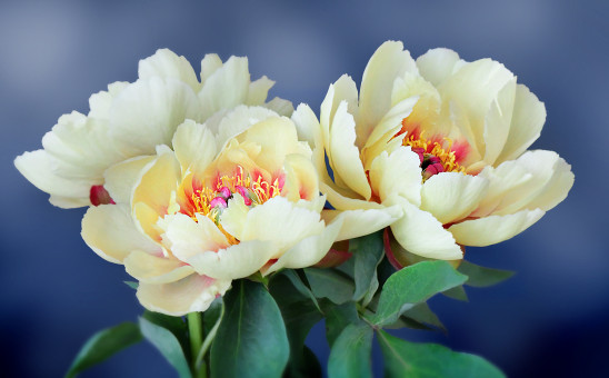 Radiant Peonies