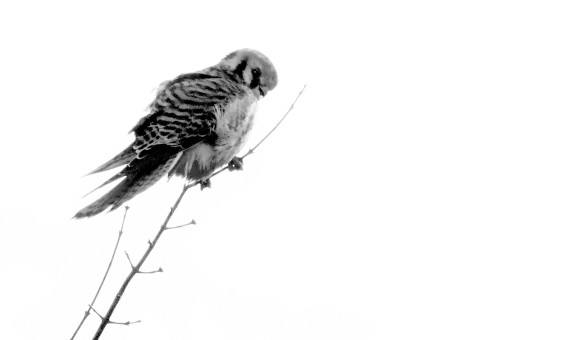 Perched Kestrel