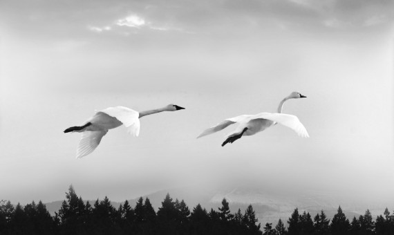 Flight Over Lake Labish