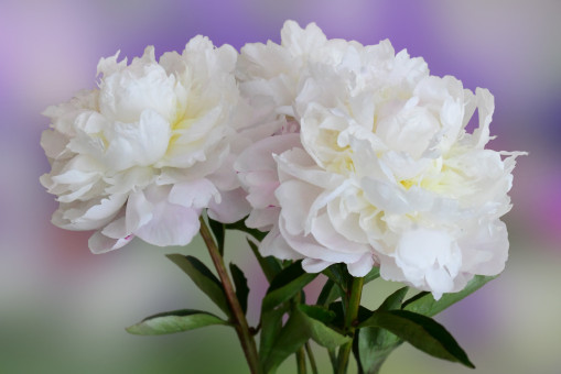 Beautiful Peonies