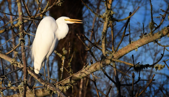 Perched Egret