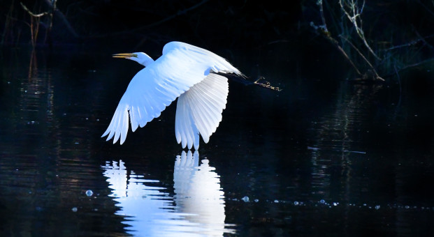 Magnificent Reflection