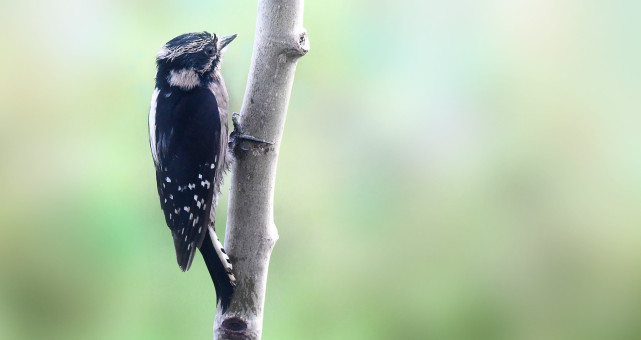 Hairy Woodpecker Female