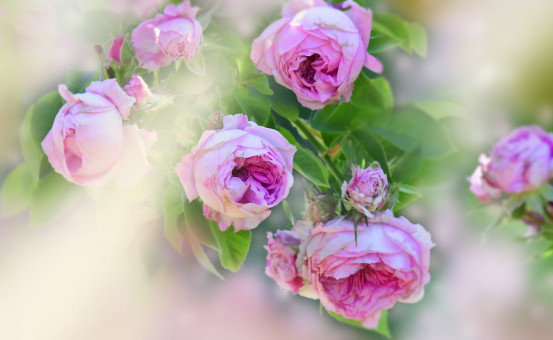 Happy Valentine's Day