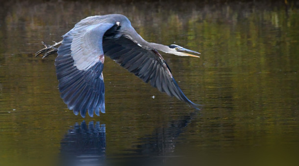 Heron's Flight