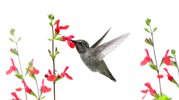 For The Love Of Salvia