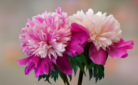 Cherished Peonies